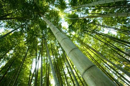 photo of giant bamboo