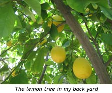 photo of lemon tree