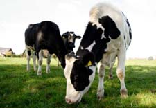 photo of cows in field