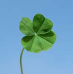 photo of 4 leaf clover