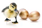 photo of baby duck with golden eggs