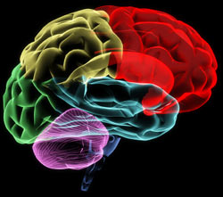 color photo of brain