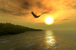 photo of bird soaring over ocean