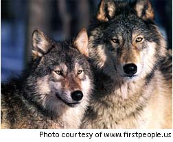 photo of two wolves