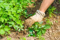 photo of a person weeding