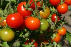 photo of tomatos on the vine