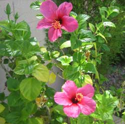 photo of blooming hibiscus