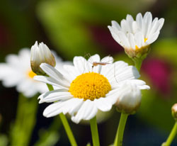 photo of mosquito on daisy