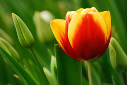 photo of tulip
