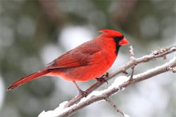 photo of cardinal